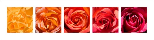 Five Roses